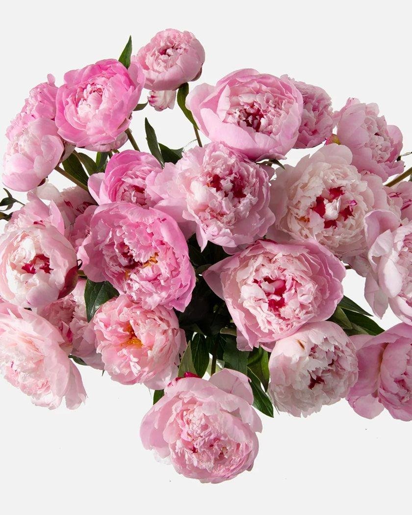 product-24 product-24