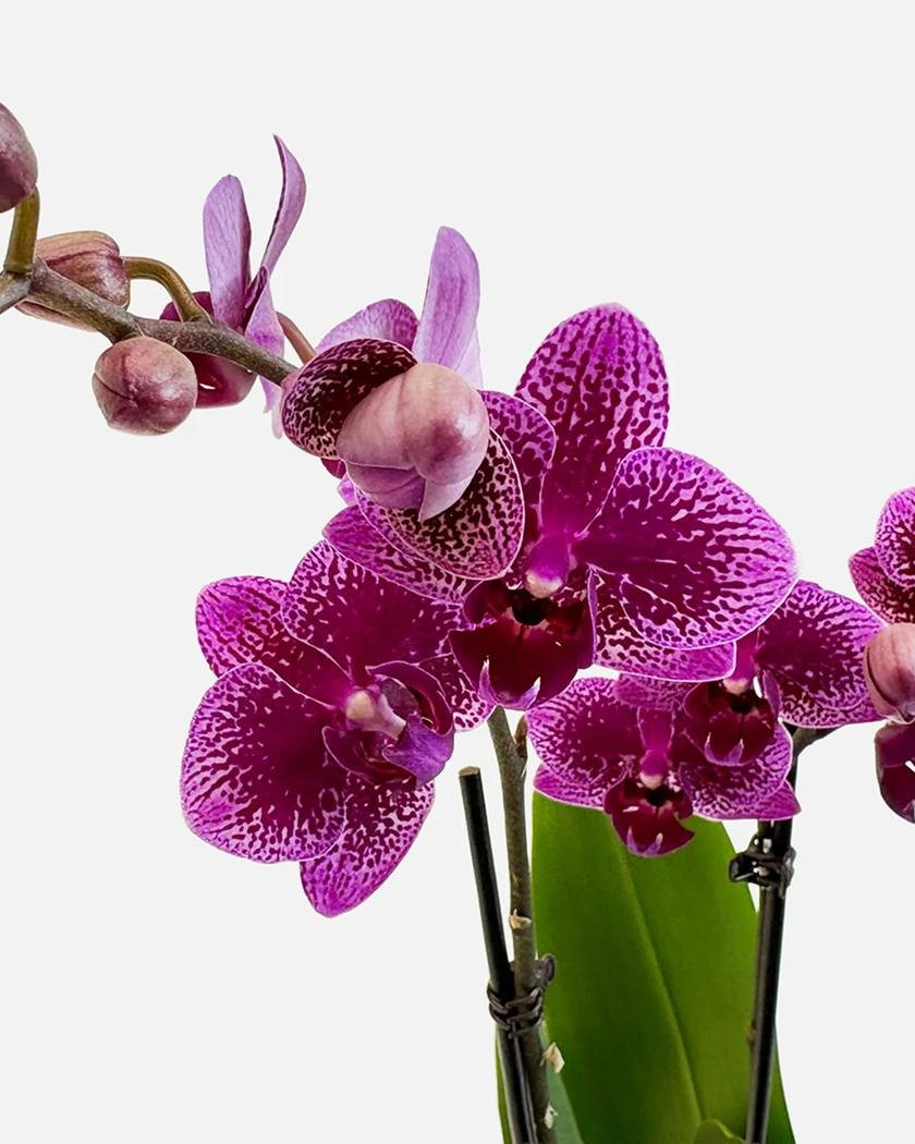 product-56 product-56